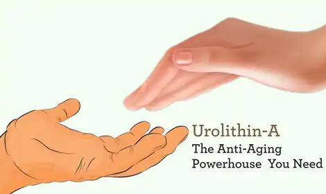 Is Urolithin A Powder Nutritious Ingredient For Anti-Aging?